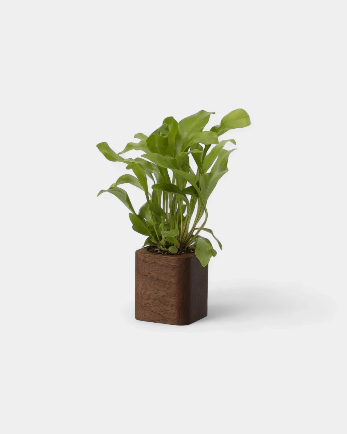 Pot cubique à personnaliser